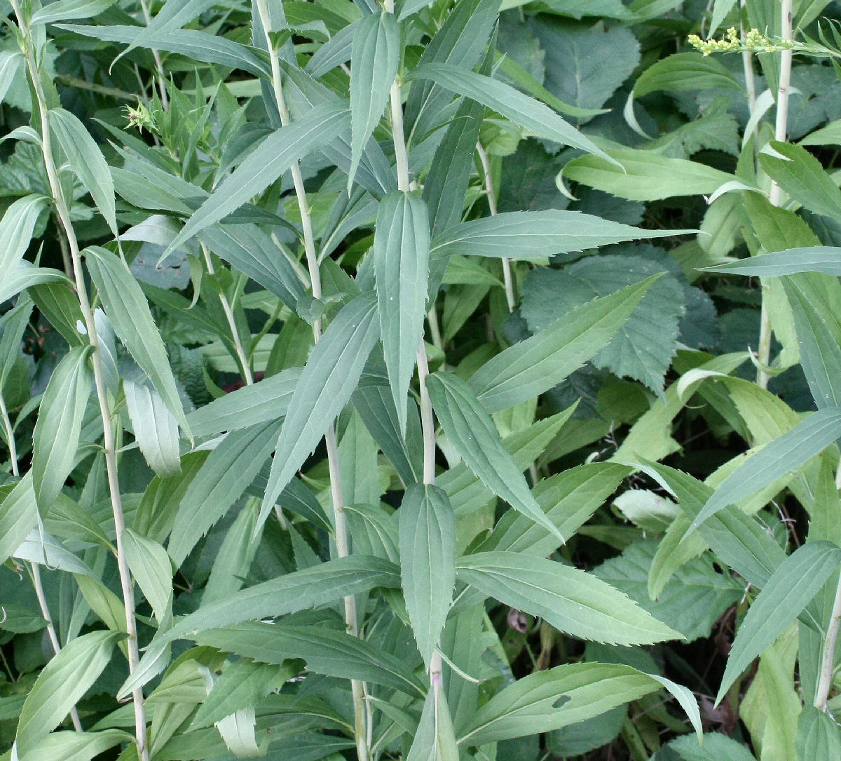 Solidago gigantea